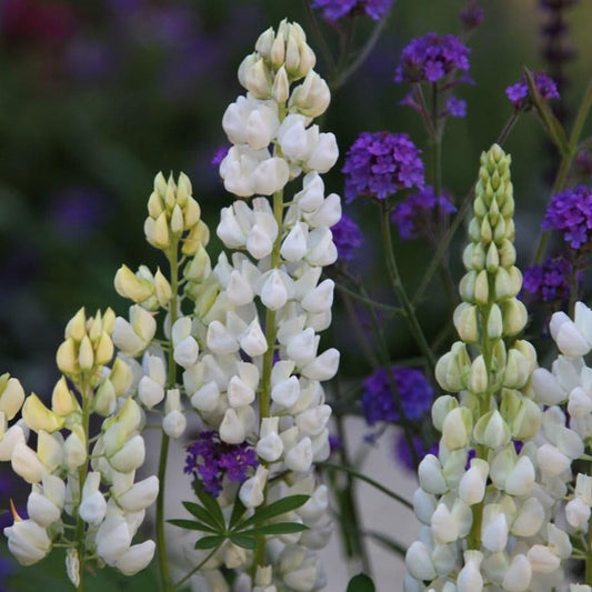LUPIN Gallery White - 9cm Pot