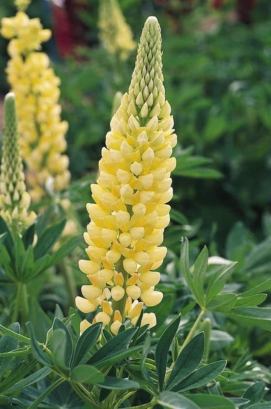 LUPIN Russell hybrids Chandelier (yellow) - 9cm Pot