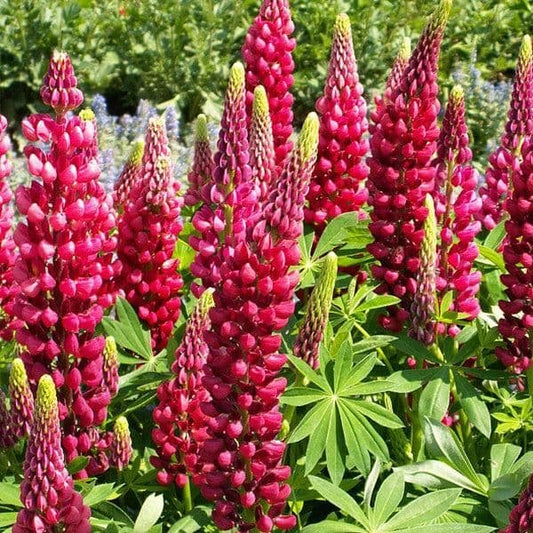 LUPIN Russell hybrids The Pages (carmine) - 9cm Pot