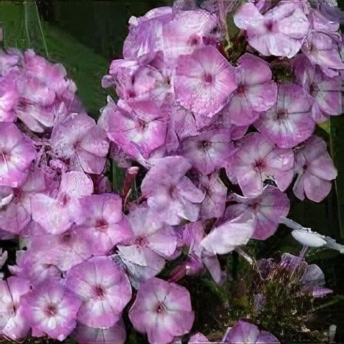 PHLOX paniculata Flatscreen Lilac Time - 9cm pot