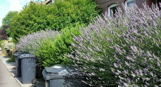 PRE-ORDER - LAVENDER & ROSEMARY HEDGING PACK - 48 PLANTS