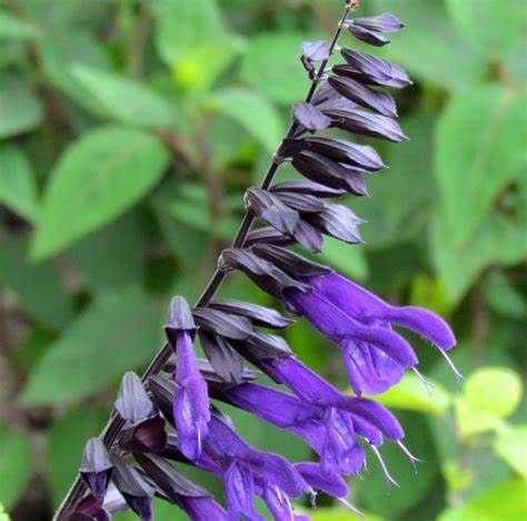 Salvia 'Amistad'PBR - 9cm pot